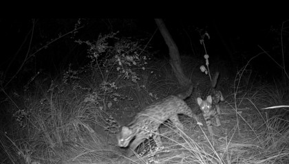 遂宁版“疯狂动物城”上线！