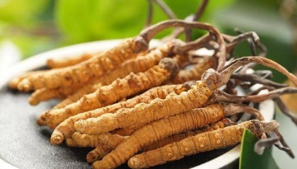 价值18万余元！男子在祁连山非法收购5632根冬虫夏草，构成危害国家重点保护植物罪获刑