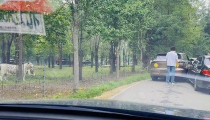 惊险！野生动物园内，两车剐蹭，车主下车沟通老虎一旁围观