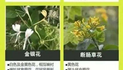 广东一老人买药材煲汤中毒身亡 当地：店铺误售断肠草，老板被拘留