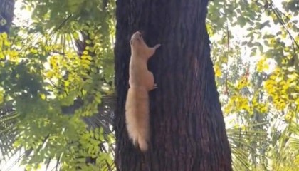 武汉一公园的白色松鼠火了！专业人士：可能受基因突变或环境影响，勿近距离接触或投喂