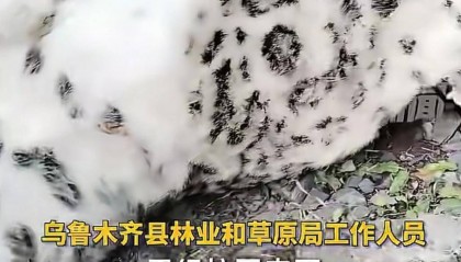 官方回应“乌鲁木齐天山后峡发现一只雪豹”：确认发现雪豹尸体，已处理完毕