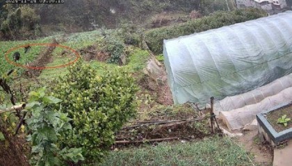 六问“老人在家被野猪咬死”：捕猎队有无授权，要担责吗，是否赔偿？