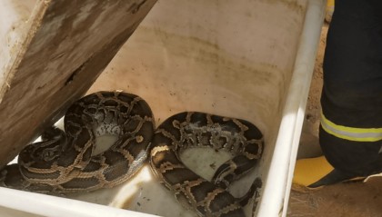 广东一地现3米长70斤巨蟒，吐出一只30斤整羊，消防员4分钟抓捕