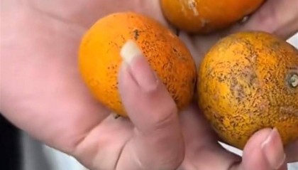 货车司机拉橘子不能走“绿通”？高速公司回应：橘子不新鲜，不符合“绿通”要求