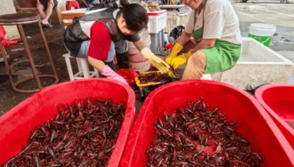 价格腰斩！13元/斤！南昌正大量上市