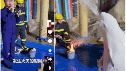 大连一海洋世界消防演练时白鲸喷水灭火，工作人员：它智商很高，看到危险会喷水