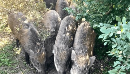 深圳梧桐山网红野猪下崽？市民拍到“一家人整整齐齐”，管理处：天天都有人投喂