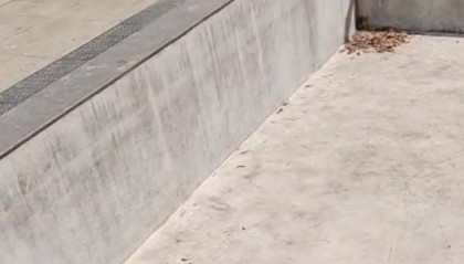 老鼠掉进泳池，广东大叔出动鸡猫狗团队，结果全被老鼠吓跑！网友坐不住纷纷晒战绩