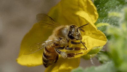 个股期权有保证金吗？个股期权保证金怎么算？