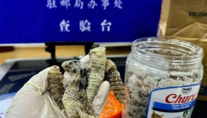 离谱！2.4斤生腌响尾蛇，被藏在零食罐里……