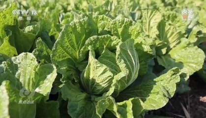 单棵售价超百元，起底“套牌白菜”背后的销售套路