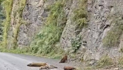 云南“6头野猪从天而降”？实为被猎捕时跳崖 对话野猪“赏金猎人”：干这行不赚钱