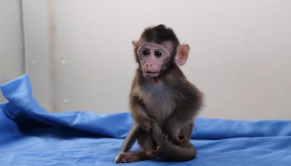 有价无猴！实验猴价格暴涨，有猴场明年的猴都被订光，繁殖率已跟不上｜调查