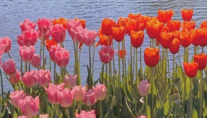 ETF期权怎么开户，手续费用多少？