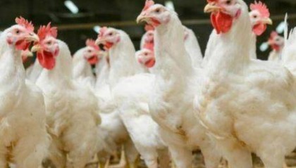 鸡群中暑了，是因为你不懂得这些数值！