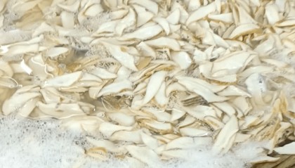 “科技”与“狠活”？硼砂泡出“黄金鲍”！