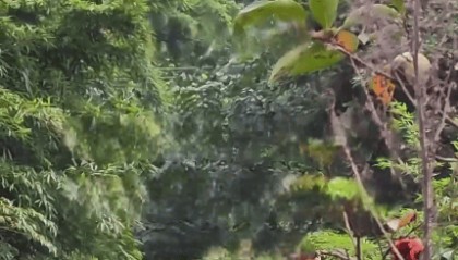 四川28岁男子上树取蜂蛹，被自带绳子缠住脖颈意外身亡