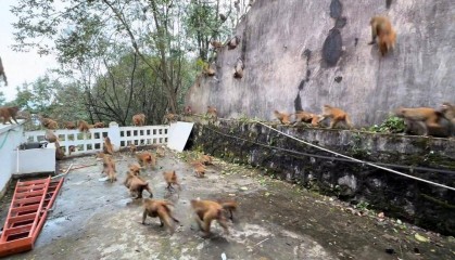 贵州黔灵山猴群一窝蜂冲下山，网友称被吓得汗毛立起来！公园回应：猴群活动，很正常