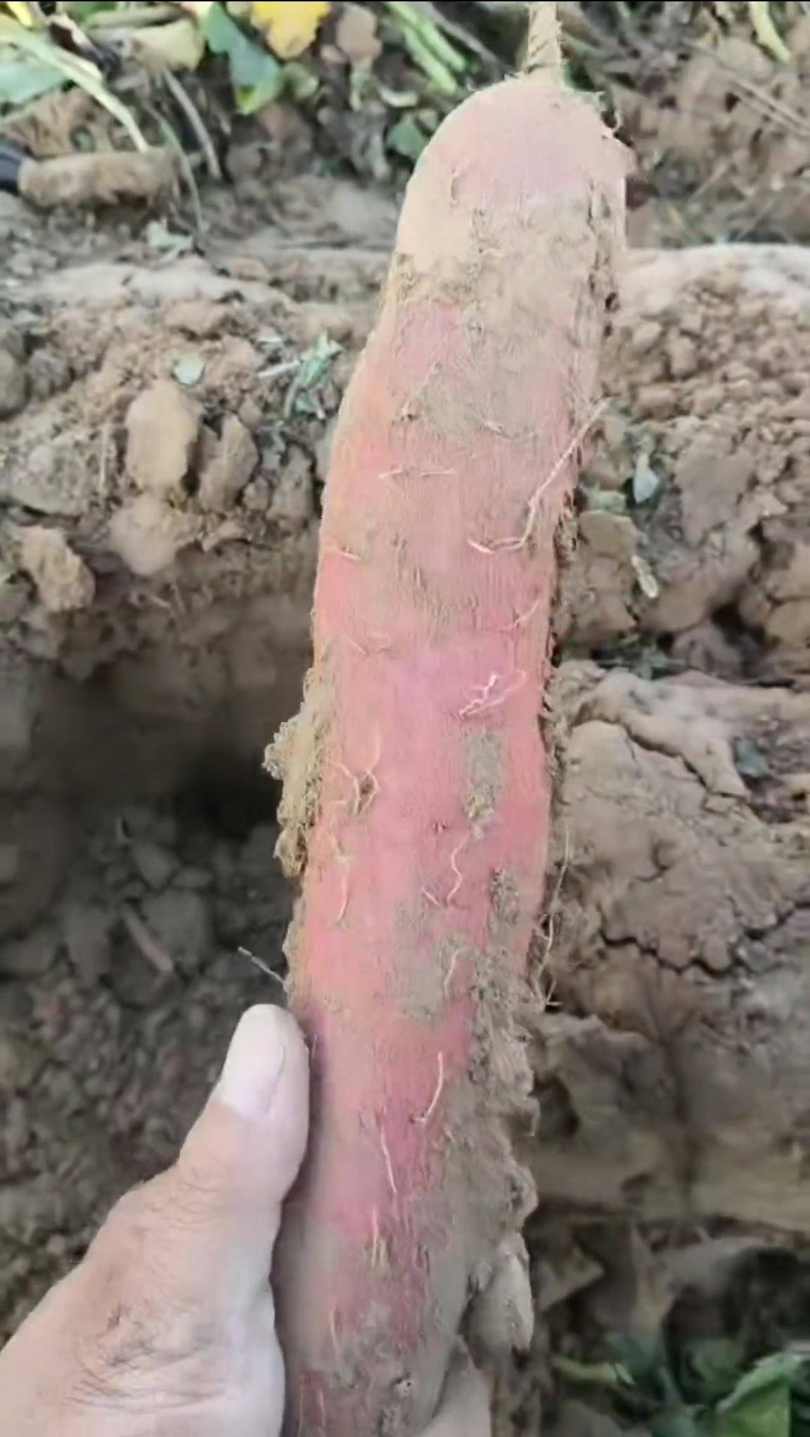 数百人冲进地里捡红薯，田主称是秋收剩下的，网友：免费翻地，利人利己