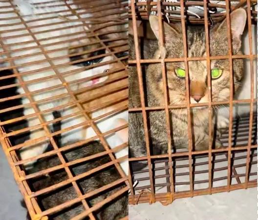 “成都一空置房非法囤猫”?官方通报:共发现被困小猫102只,未发现虐猫行为