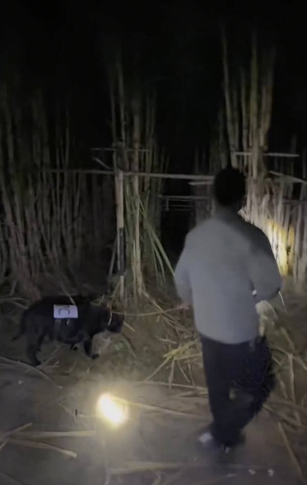 四川一甘蔗地推出“9.9元偷甘蔗”活动，老板：人很多，打算增加npc