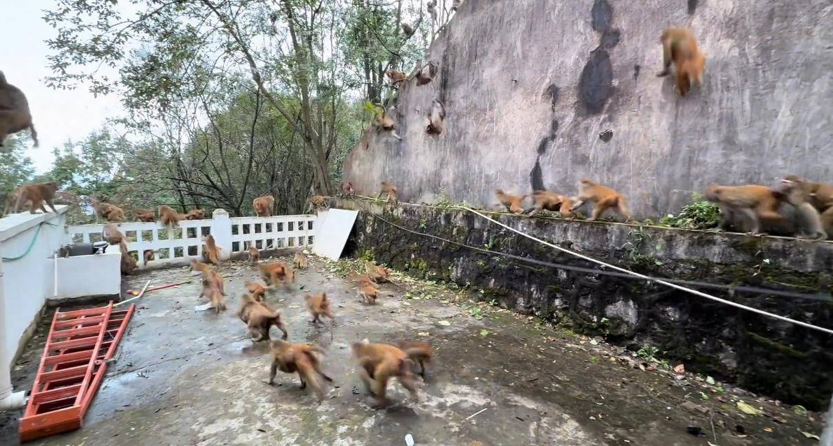 贵州黔灵山猴群一窝蜂冲下山,网友称被吓得汗毛立起来!公园回应:猴群活动,很正常